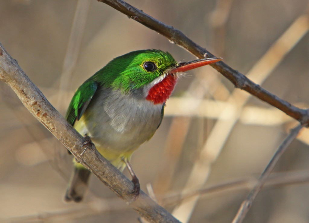 Puerto Rico Tody