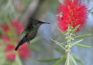 Antillean Crested Hummingbird