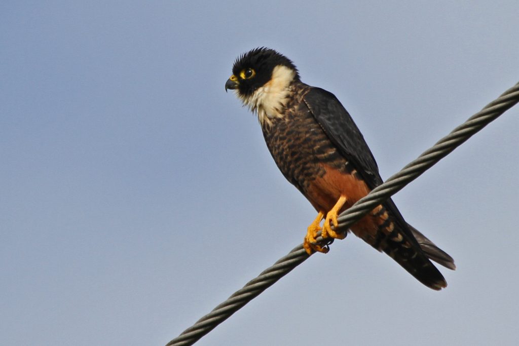 falcon, bat IMG_2972