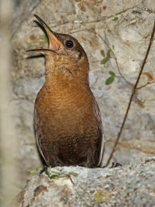 sumicrast wren IMG_5792