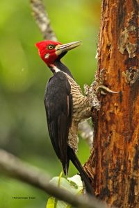 Woodpecker IMG_9915