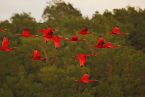 ibis scarlet IMG_6236