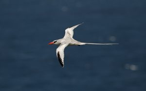 tropicbird k IMG_6997