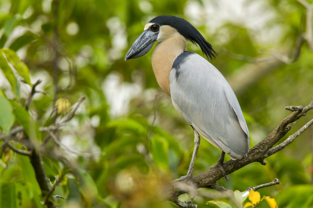 Boat-billed Heron 