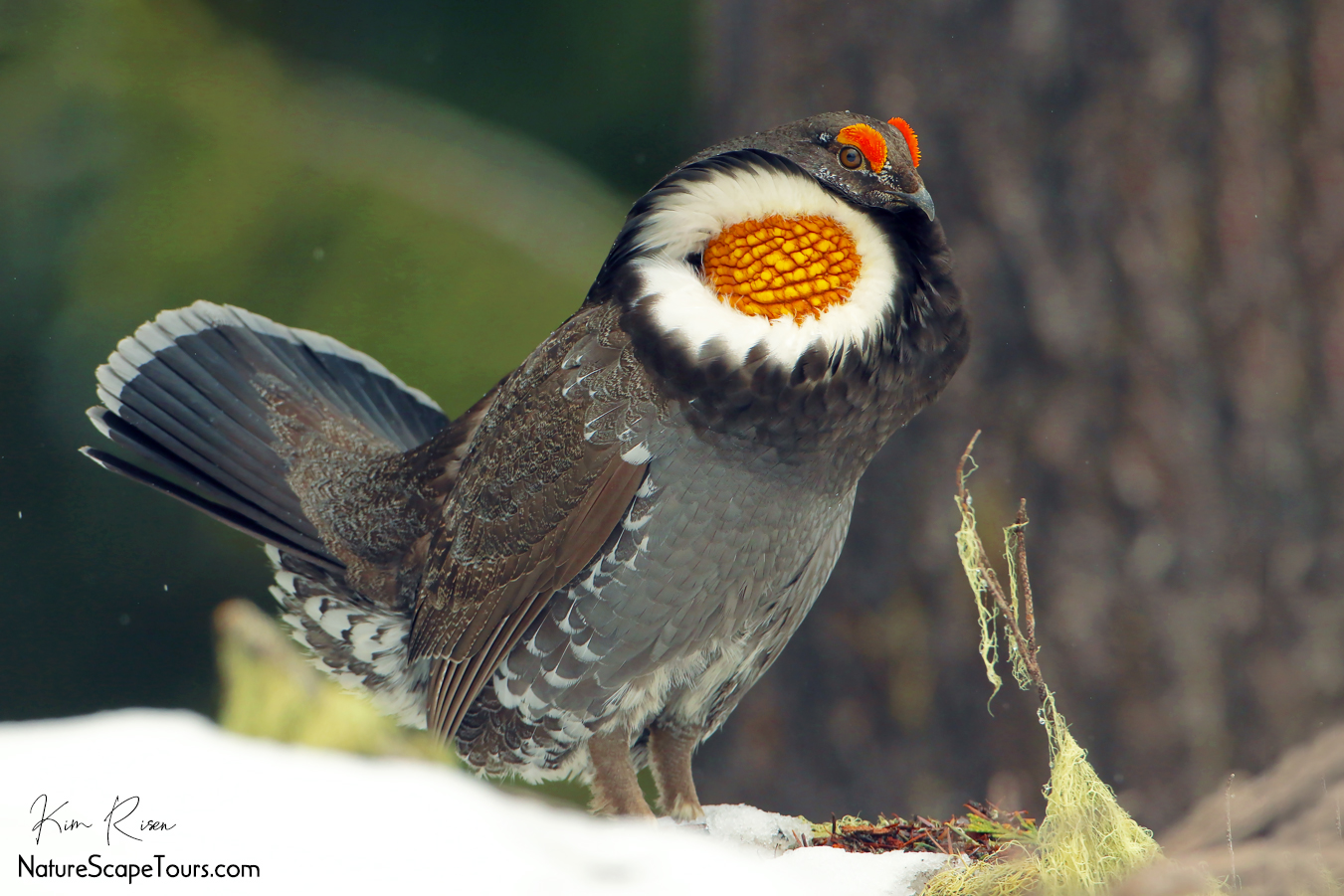 Washington Grouse Season 2025 Lydie Celeste