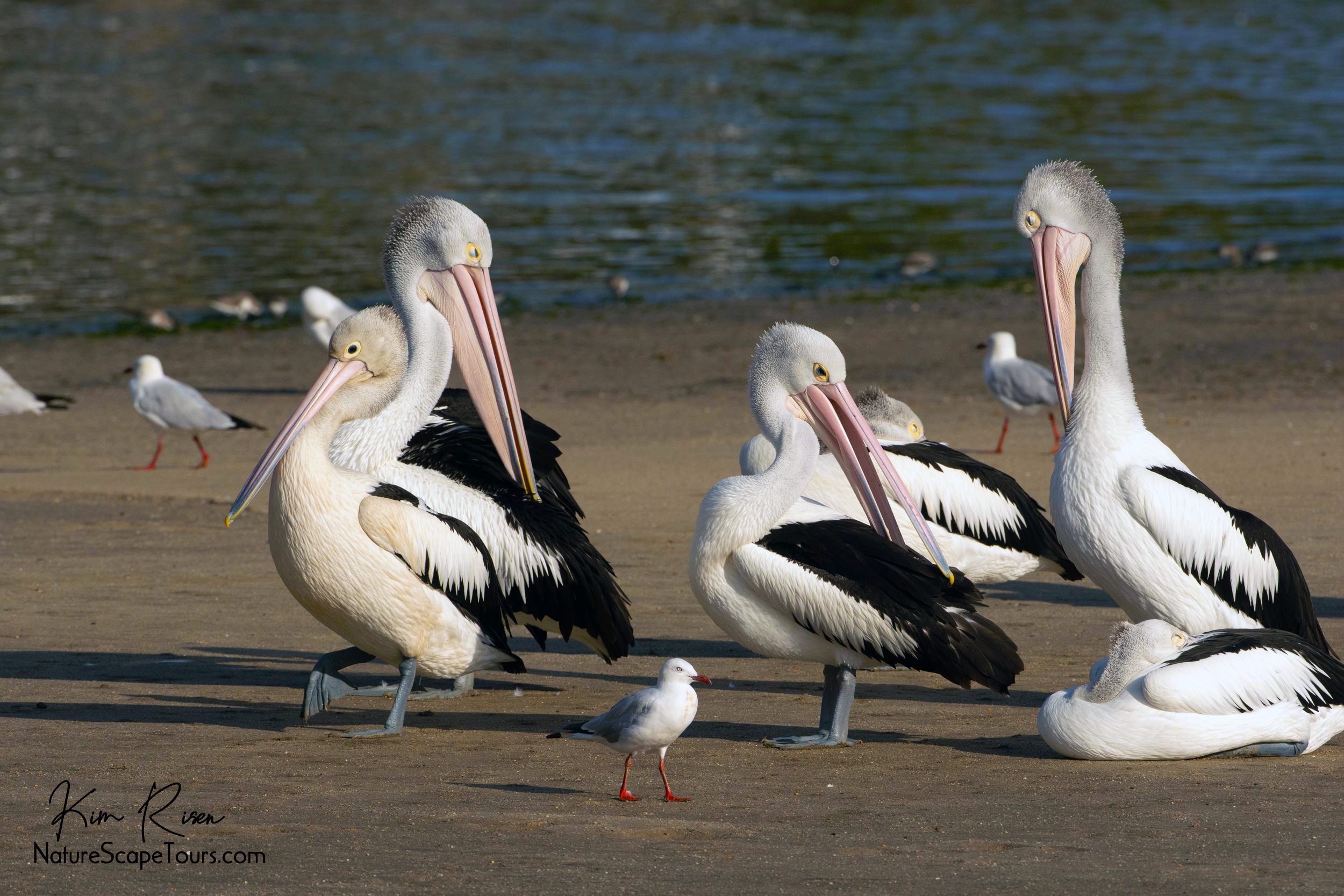 Sloop Sailboat Pelican Seagulls Beach Plastic Grocery Bag Rag Sock Holder 