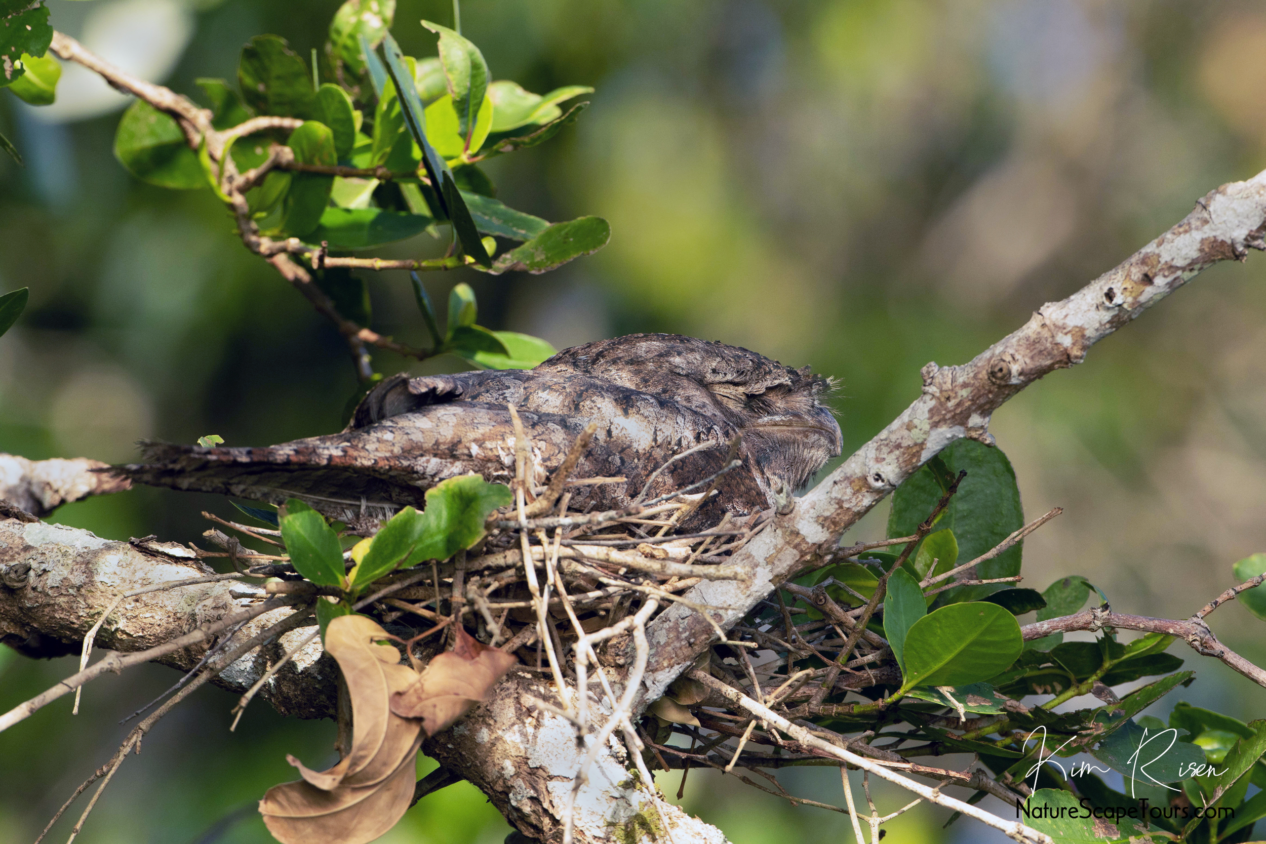 Tagged Pelican Photographed 950 Miles from Nest