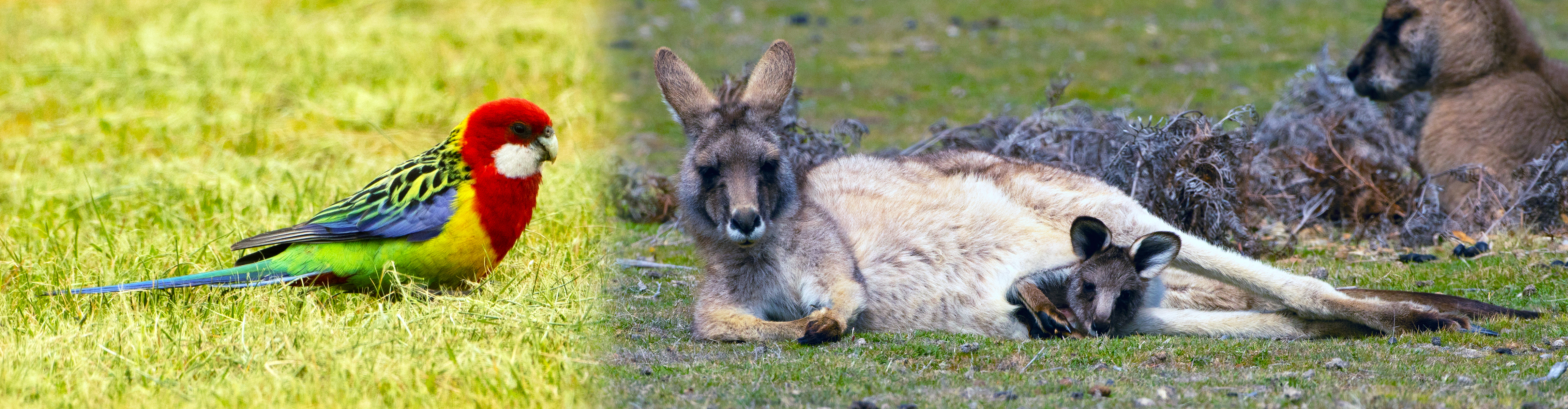 NatureScape Tours