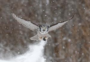 Northern Hawk Owl