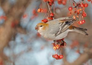 Pine Grosbeak