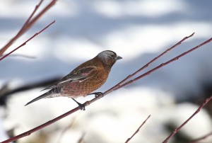 Gray-crowned Rosy-finch 