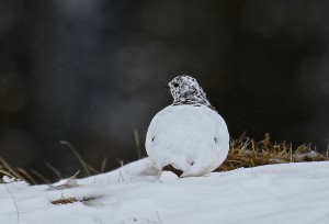 White-tailed Ptarmigan 