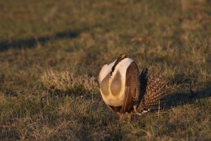 Greater Sage-grouse 