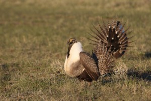 Greater Sage-grouse 