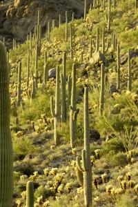 Saguaro forest in Arizona