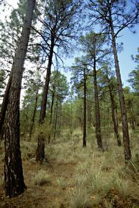 Pine/Oak woodlands Arizona