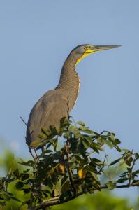 Bare-throated Tiger-Heron 