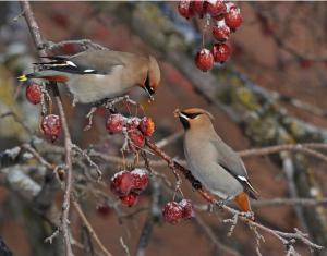 Bohemian Waxwing 