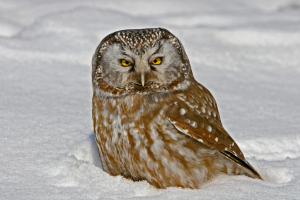 Boreal Owl 