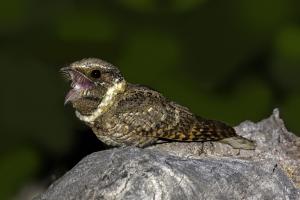 Buff-collared Nightjar 