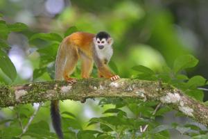 Central American Squirrel Monkey 