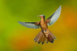 Cinnamon Hummingbird 