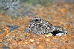 Common Poorwill 