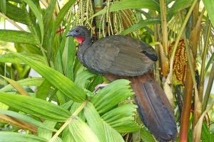 Crested Guan