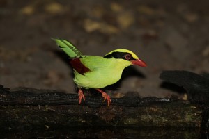 Green Magpie  
