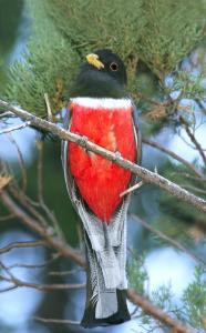 Elegant Trogon