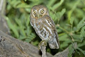 Elf Owl 