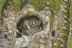 Elf Owl