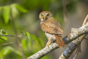 Ferruginous Pygmy-Owl