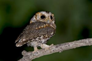 Flammulated Owl