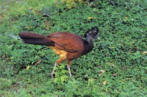 Great Curassow 