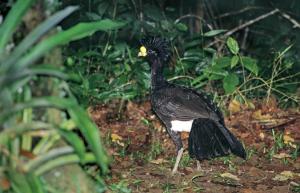 Great Curassow 