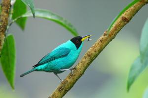 Green Honeycreeper 