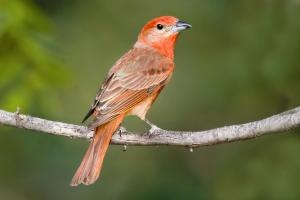 Hepatic Tanager