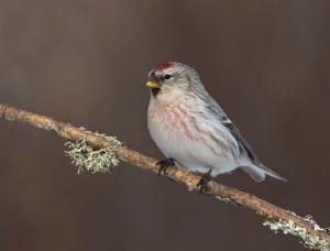 Hoary Redpoll 