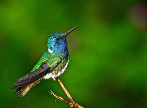 White-necked Jacobin  