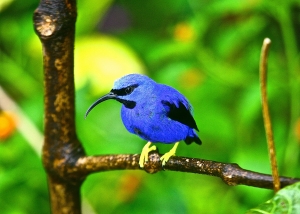 Purple Honeycreeper  