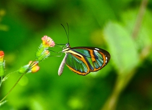 Glasswing Butterfly Sp.   