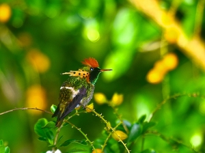 Tufted Coquette  