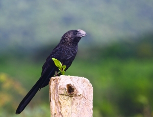 Smooth-billed Ani  