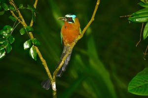 Trinidad Motmot