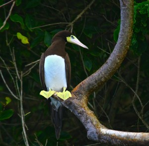 Brown Booby