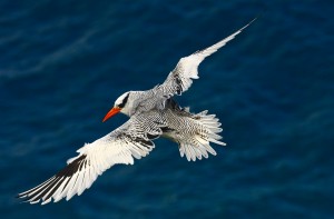 Red-billed Tropicbird