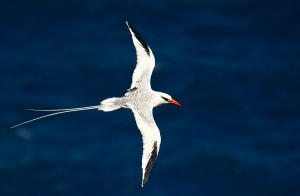 Red-billed Tropicbird