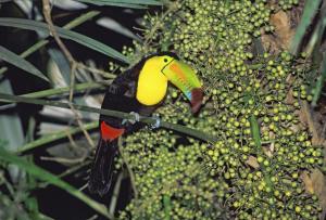 Keel-billed Toucan 