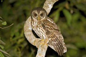 Mottled Owl 